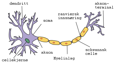 nevronet