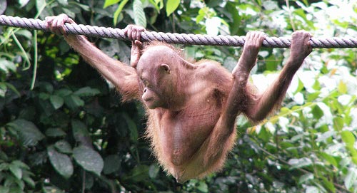 Baby Orangutang hengande frå eit tau.